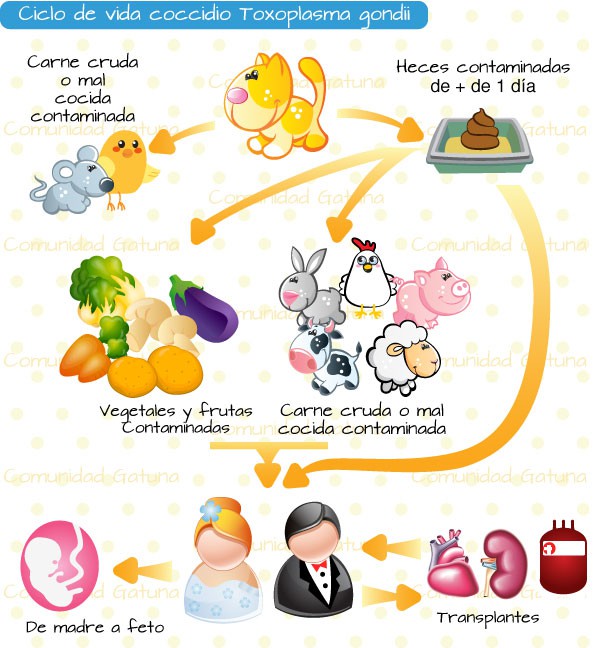ciclo de vida do toxoplasma gondii