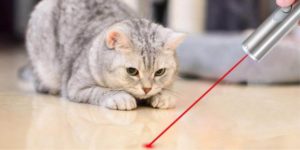 gato persegue luz vermelha de um ponteiro laser